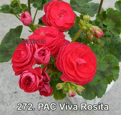 Пеларгония PAC Viva Rosita