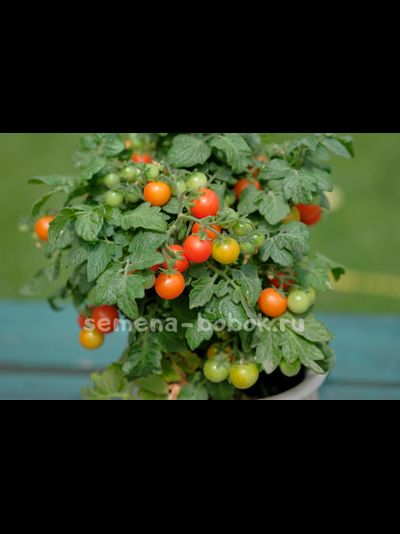 Томат Красная Шапочка, 10 шт