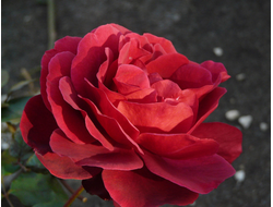 Эдит пиаф ( Edith Piaf)  Meilland