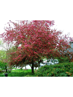 Яблоня Profusion