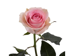 Розы Лучиано Розовые (до 80 см) Эквадор