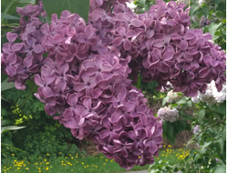 Николай Михайлов