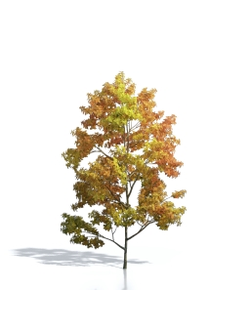 Billboards Дерево осеннее_19