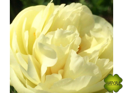 ПИОН травянистый "ЛЕМОН ШИФОН" ЛУЧШИЙ СРЕДИ ЖЕЛТЫХ