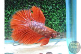 Петушок, Бойцовая рыбка, Betta splendens