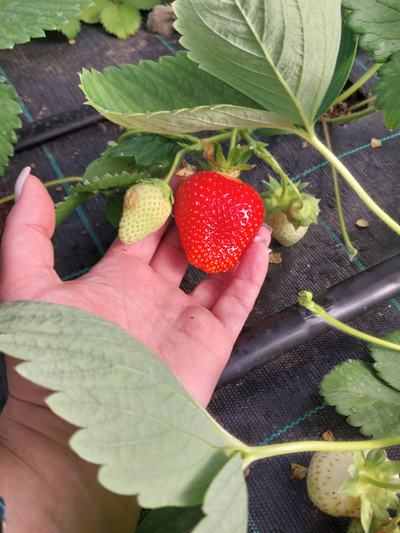 Варенье из органической клубники | ферма СытникЪ