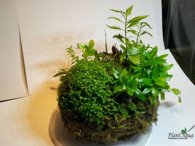 Кочка питательная Ваби-Куса