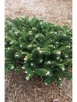 Пихта корейская Oberon