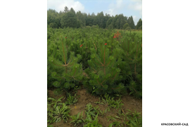 Сосна крымская Черная (Pinus nigra) – фотография на фоне леса - красовский-сад.рф