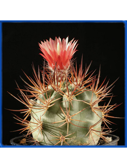 Pyrrhocactus bisii JS 227