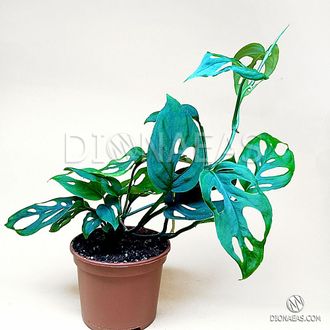 Monstera Adansonii - Монстера Адансона, Швейцарский сыр, Растение с отверстиями в листьях