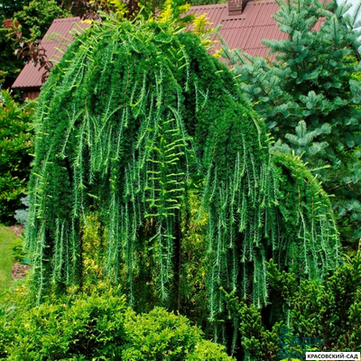 Лиственница Пули - Puli