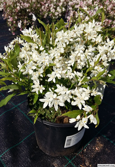 Дейция гибридная Юки Сноуфлейк фото цветения красовский-сад.рф