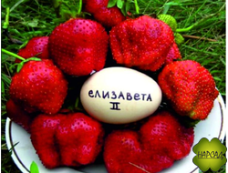 КЛУБНИКА "КОРОЛЕВА ЕЛИЗАВЕТА 2" (РЕМОНТАНТНАЯ, НЕПРИХОТЛИВА, КЛУБНИЧНЫЙ АРОМАТ) Р9