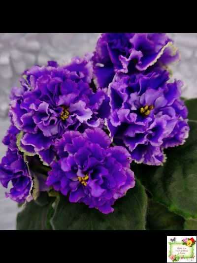 РМ-Синий Бриллиант (Н. Скорнякова) 2023 г.