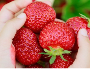 клубники 2024