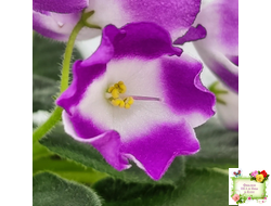 SimSim Magic Bells (Alex Mayer) (лист посажен 07.10.25)