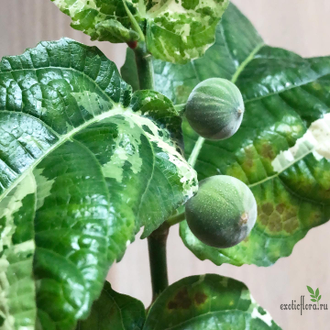 Ficus Aspera parcelli  ( Clown Fig Tree  ) / фикус аспера парсели