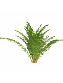 папоротники Папоротник 03