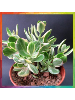 Crassula ovata 'Variegata'