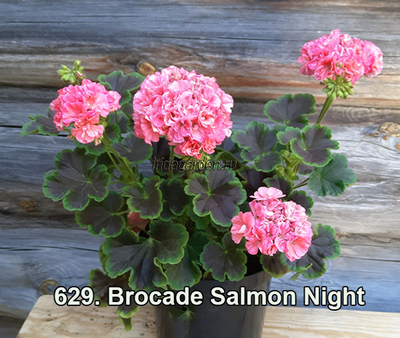 Пеларгония Brocade Salmon Night