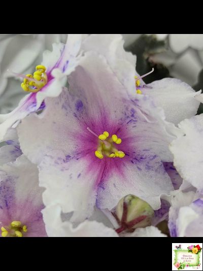 Dn-Love Time (Д. Денисенко) 2021 г.