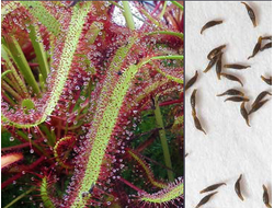 Drosera Capensis Red Leaf