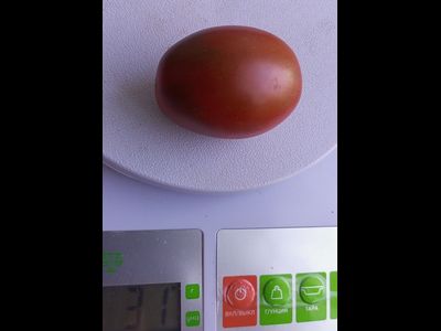 Томат Черный мавр