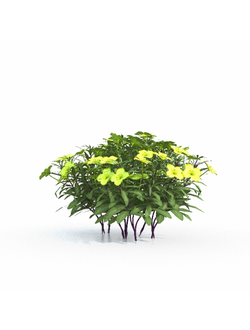 цветы Барвинок малый желтый