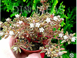 Crassula Humbertii - Крассула Гумберта, Карликовая крассула