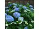 Гортензия крупнолистная Эрли Блю  2х летка горш.С1.5л