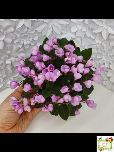 Flashy Trail (H.Pittman) TX Hyb трейлер