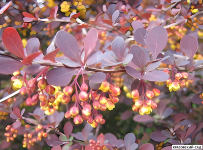 Барбарис Суперба - Superba