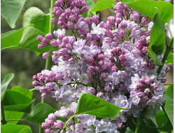 Память о Кирове