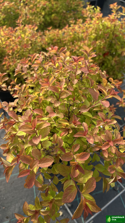 Спирея японская  "Зен Спирит Карамель"