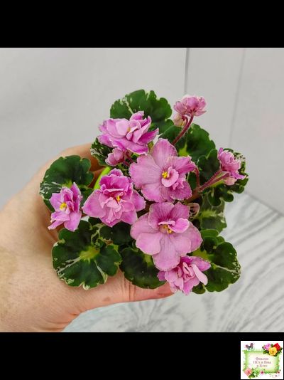 Snuggles Little Girl (S. Sorano) (пестролистный гёрл)