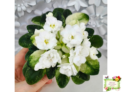 Scales White (Е. и Я. Немчиновы) 2025 г. (детка)