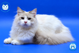 Catteries Russian Show Volganeve Neva Masquerade Cats Kittens