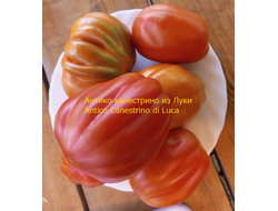 Томат Антико Канестрино из Лукки (Antico Canestrino di Lucca), Италия