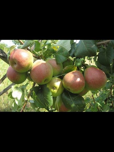 Отрадненская (груша), 1год, ЗКС