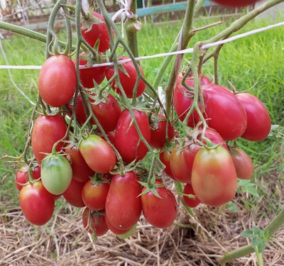 Томат Чио-чио-сан