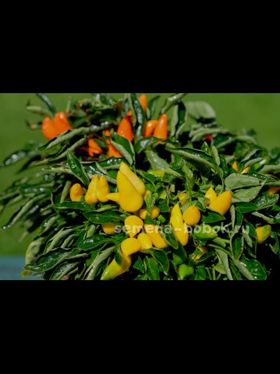 Перец острый Сальса Желтая (Salsa Yellow), 10 шт