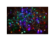 Гирлянда Твинкл Лайт 6 м, темно-зеленый ПВХ, 40 LED, цвет белый 303-025