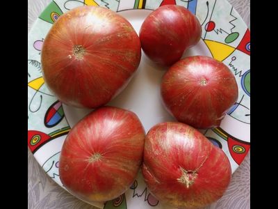 Томат гном Металлика (Dwarf Metallica)