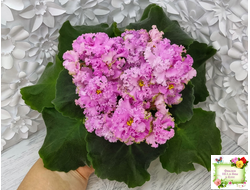 НД-Розовая Скумпия (Н. Данилова-Суворова) 2022 г.