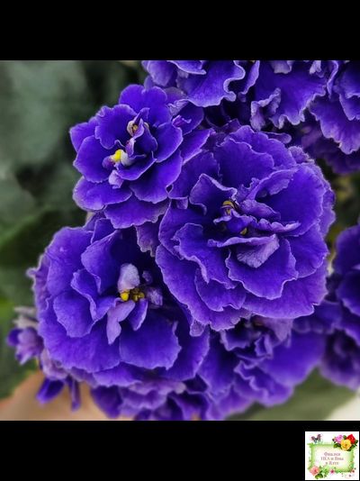 Blue Scoundrel (P.Sorano/LLG)