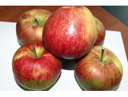 Хонейкрисп (медовый хруст) (яблоня)