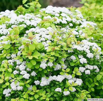 Спирея березолистная