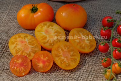 Томат Dwarf Lucky Swirl (Гном Завиток Удачи), 10 шт