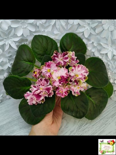 КО-Петушок Золотой Гребешок (О. Кособокова) 2016